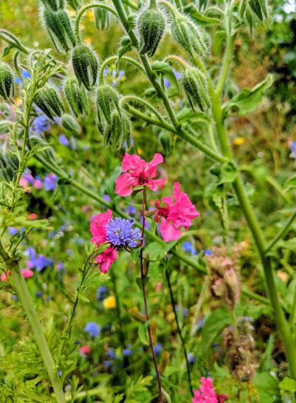Wilde Blumen in Meißen